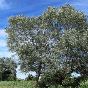 PEUPLIER BLANC